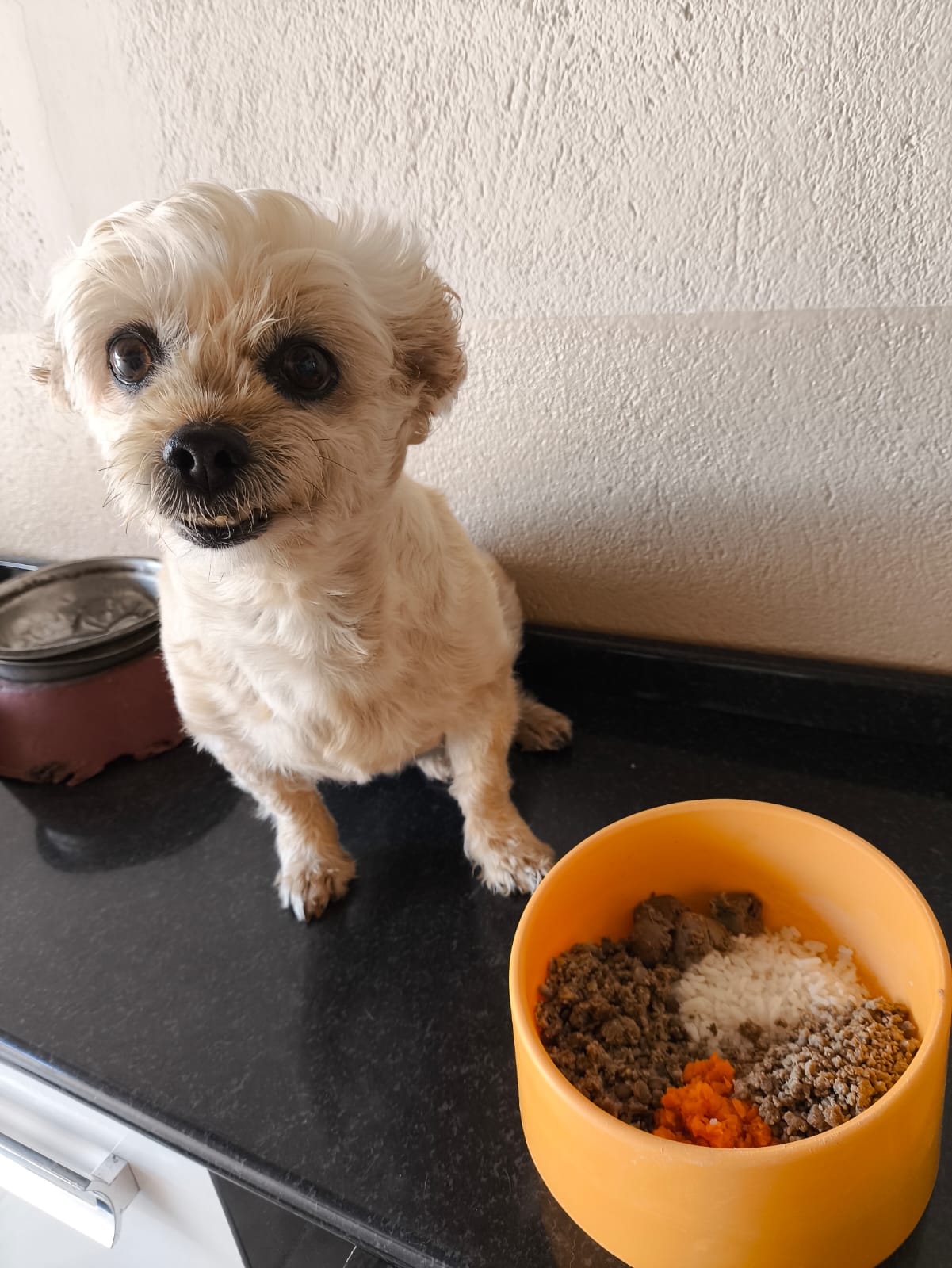 Cão próximo ao recipiente de alimentação